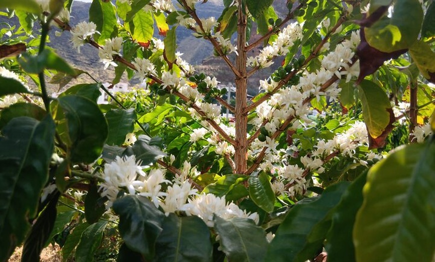 Image 4: Explora el Café de Gran Canaria en Finca Los Castaños