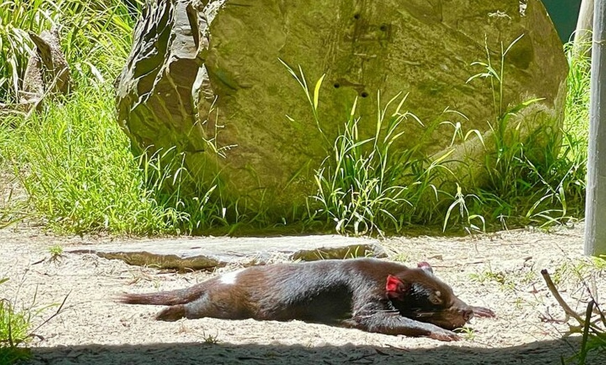 Image 7: Yarra Valley Small Group | Redwoods, Wildlife, Winery & Chocolate