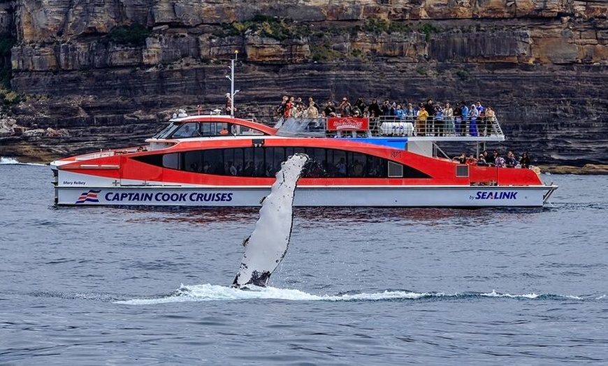 Image 4: Sydney Whale Watching Cruise from Circular Quay