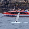 Image 4: Sydney Whale Watching Cruise from Circular Quay