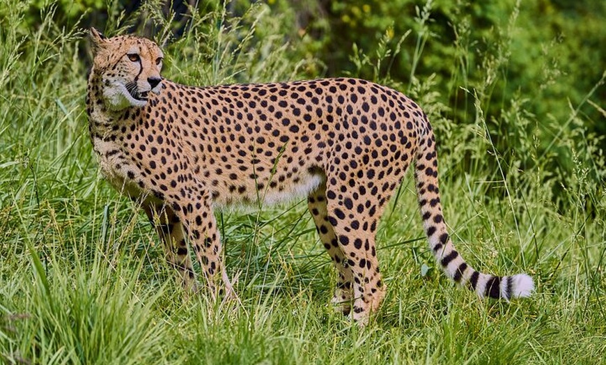 Image 7: Entrada Selwo Aventura Estepona