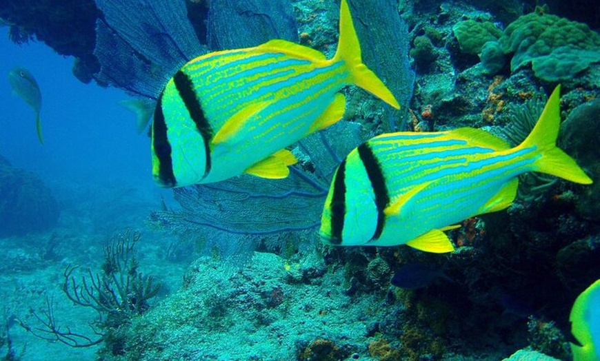 Image 9: VIP Beginner Diving Experience: MUSA Statues & Reef Adventure