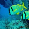 Image 9: VIP Beginner Diving Experience: MUSA Statues & Reef Adventure