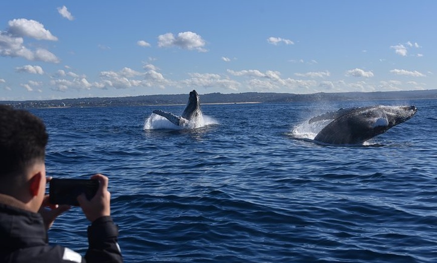 Image 10: Sydney Whale-Watching by Speed Boat