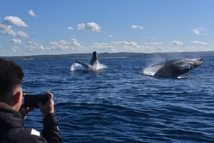 Sydney Whale-Watching by Speed Boat