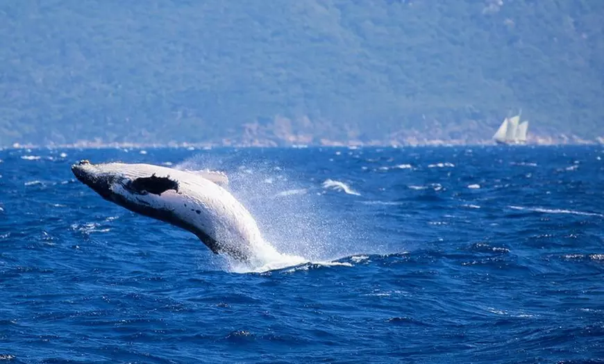 Image 5: Whale Watching Tour & Fitzroy Island From Cairns