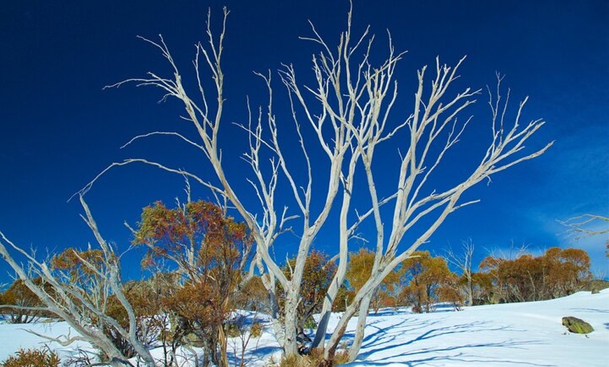 Image 1: Private Sydney - Jindabyne - Thredbo - Perisher Snow Transfer