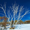 Image 1: Private Sydney - Jindabyne - Thredbo - Perisher Snow Transfer