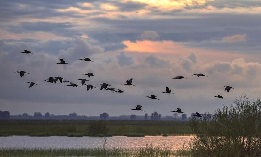 Image 5: Experiencia Guiada en Doñana en 5 Sentidos