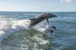 Anna Maria Island Dolphin Sightseeing Adventure - Second Medium