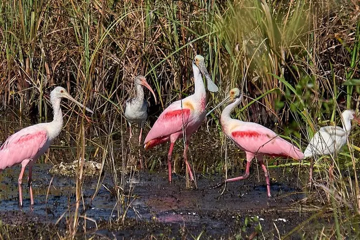 10,000 Islands Boat Tour + Naturalist Led Walk in the Everglades!