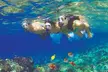 Turtle Reef Snorkel - Second Medium