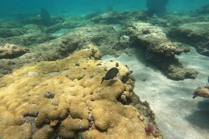 Public Guided Snorkel Tour of Fort Lauderdale Reefs