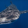 Image 1: Snorkel with Giants at Ningaloo Reef