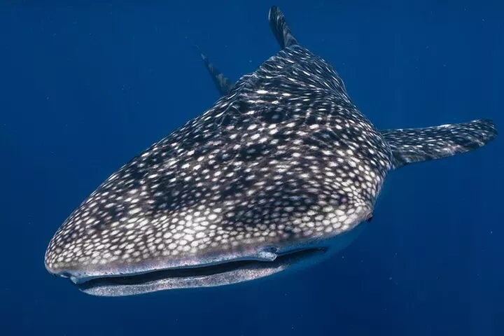 Snorkel with Giants at Ningaloo Reef - Primary Image