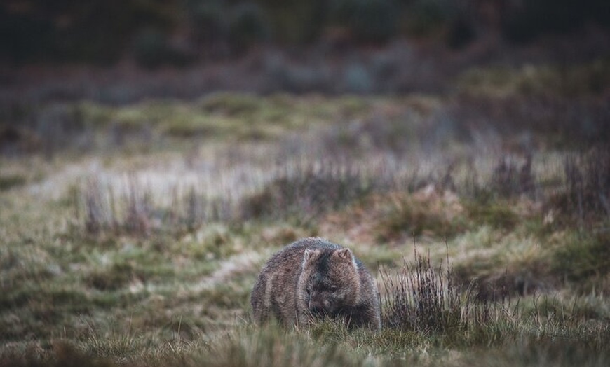 Image 8: 5 Day Island Icons Tassie Day Tour Bundle