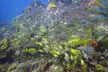 2 Deep Reef Dives in Cancun Caribbean Sea for Certified Divers - Second Medium