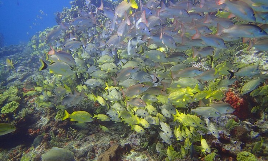 Image 6: VIP Beginner Diving Experience: MUSA Statues & Reef Adventure