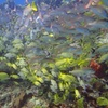 Image 6: VIP Beginner Diving Experience: MUSA Statues & Reef Adventure