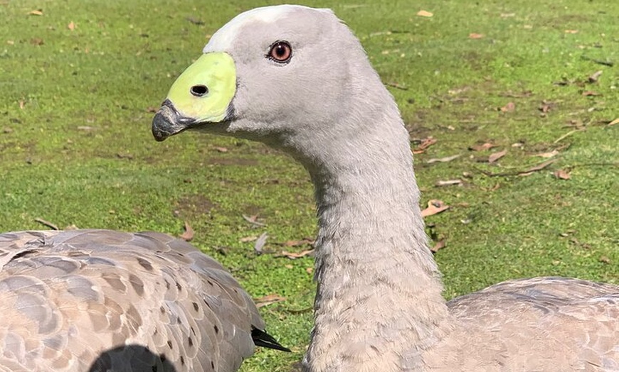 Image 19: Phillip Island Penguin Parade and Wildlife Tour from Melbourne
