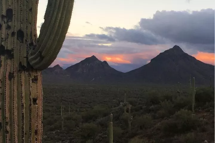 Sonoran Desert Hike with Wild Foods and Survival Skills