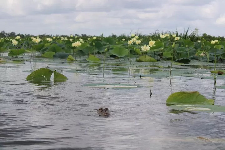 Airboat Swamp Tour