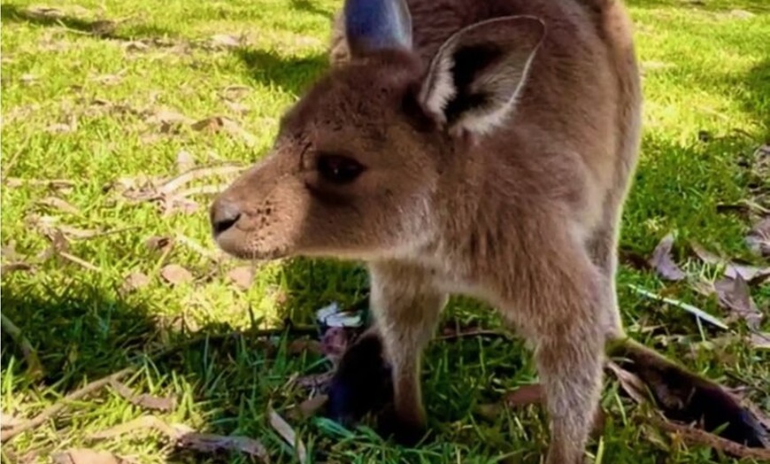 Image 12: Baby Animals, Boomerangs and BBQ Lunch