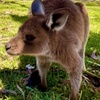 Image 12: Baby Animals, Boomerangs and BBQ Lunch