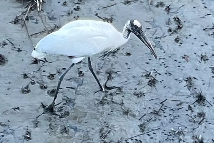 Private Dolphin Tour up to 24 passengers