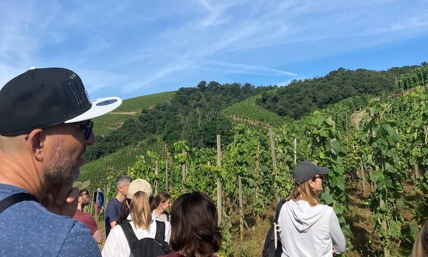Image 4: Randonnée et Vin entre Côte-Rôtie et Condrieu