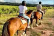 Hunter Valley Sunset Horse Ride - 90 Minutes - Image 4