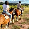 Image 4: Hunter Valley Sunset Horse Ride - 90 Minutes