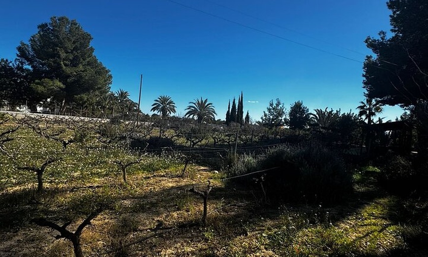 Image 9: Alicante; Recorrido Vinícola Bodega Cata Vinos, Comida y Traslado