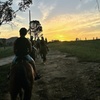 Image 7: Hunter Valley Sunset Horse Ride - 90 Minutes