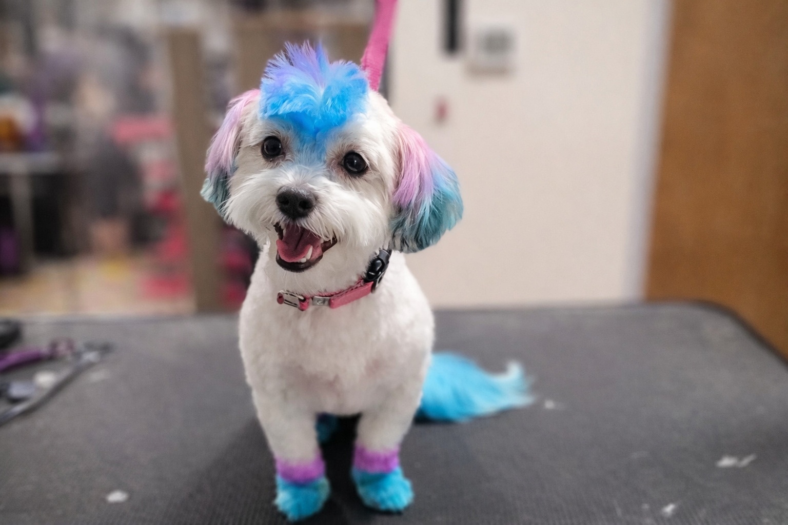 $30 For $60 Worth Of Grooming Services