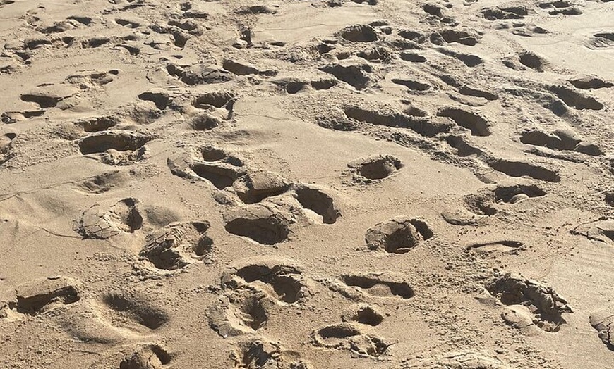 Image 10: Excursión de un Día a Jerez y Cadiz desde Sevilla