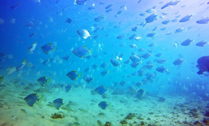 Image 34: Wave Break Island Snorkel Tour on the Gold Coast