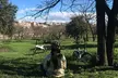 Parque del Retiro y Barrio de las Letras en bicicleta. - Second Medium