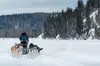 Large Groups for Mushing Activity