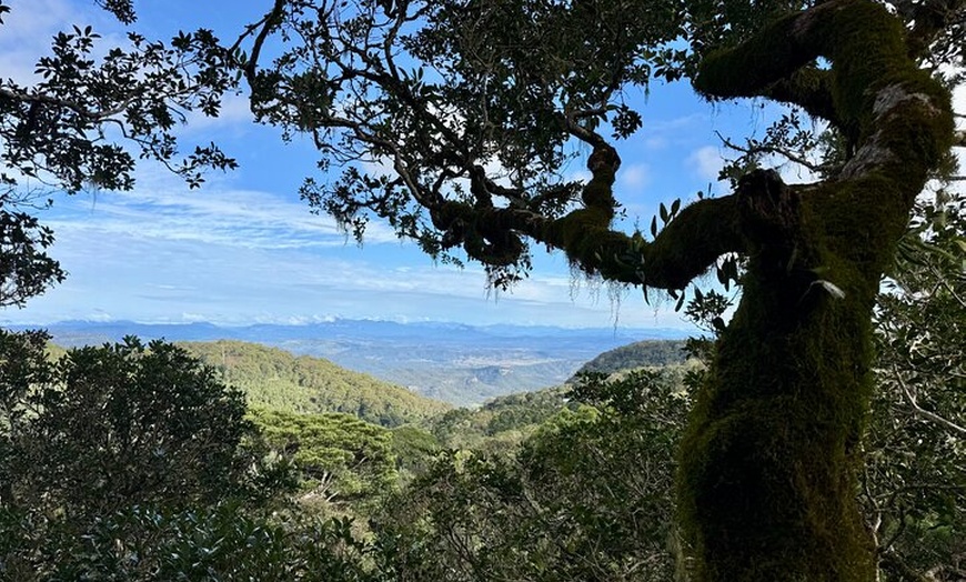 Image 10: Lamington & Tamborine Day Tour: O'Reilly's, Curtis Falls & Sunset