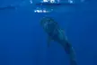 Snorkel with Giants at Ningaloo Reef - Image 4