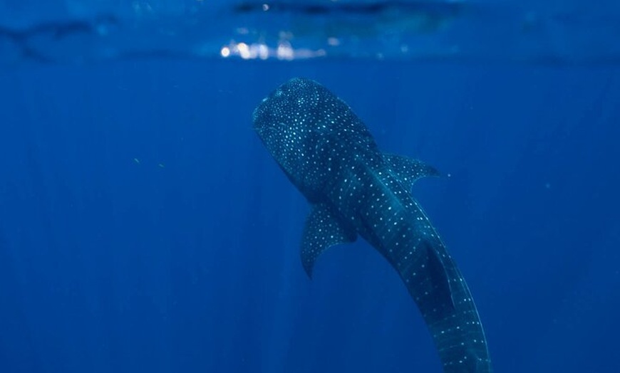 Image 4: Snorkel with Giants at Ningaloo Reef