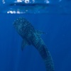 Image 4: Snorkel with Giants at Ningaloo Reef
