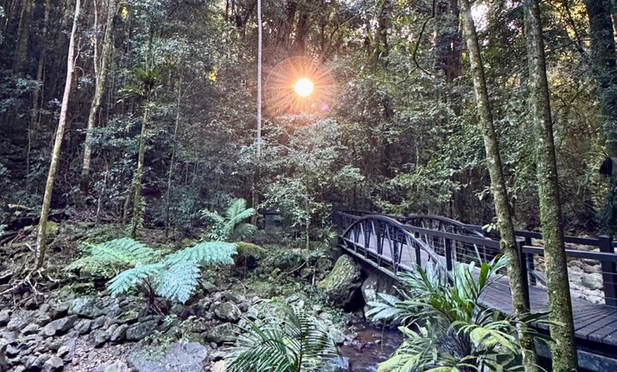Image 9: Koalas, 6 Springbrook Waterfalls and Natural Bridge Day Tour