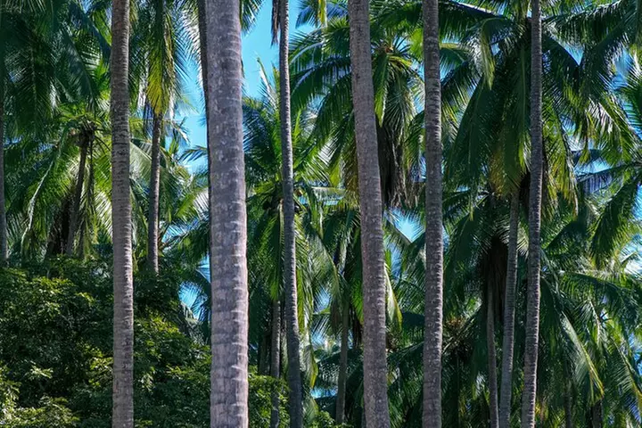 Maui: Road to Hana Adventure with Farm to Table Lunch