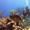 Image 1: VIP Beginner Diving Experience: MUSA Statues & Reef Adventure