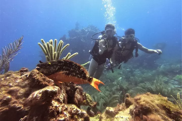 2 Deep Reef Dives in Cancun Caribbean Sea for Certified Divers - Primary Image