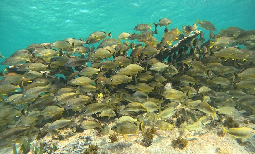 Image 7: Snorkel Adventure in Cancun