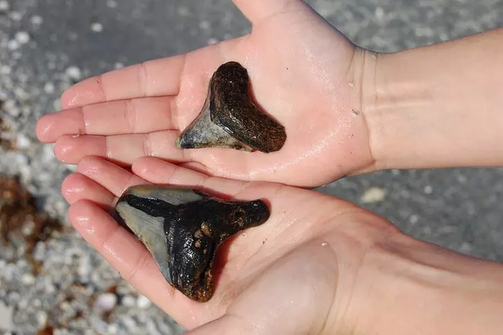 2.5 Hour Shell Key Island Adventure Including Dolphins And Shells