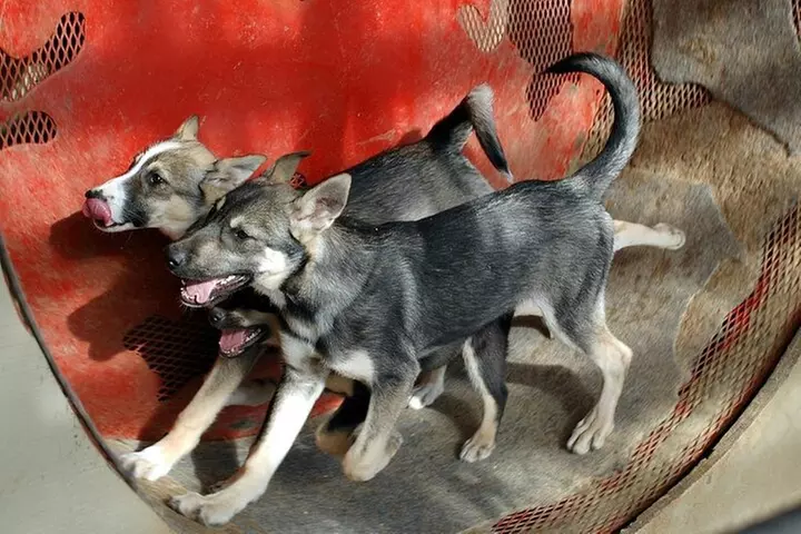 Husky Homestead Tour